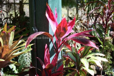 Melissaedwards botanicgardens 2011sept15 077