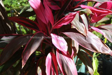 Melissaedwards botanicgardens 2011sept15 078
