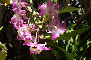 Melissaedwards botanicgardens 2011sept15 079