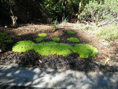 Melissaedwards botanicgardens 2012july30 006