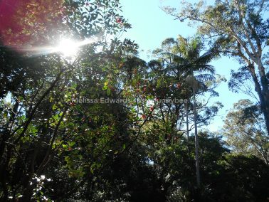 Melissaedwards botanicgardens 2012july30 007