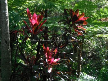 Melissaedwards botanicgardens 2012july30 015