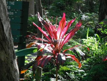 Melissaedwards botanicgardens 2012july30 019