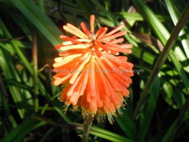 Melissaedwards botanicgardens 2012july30 057