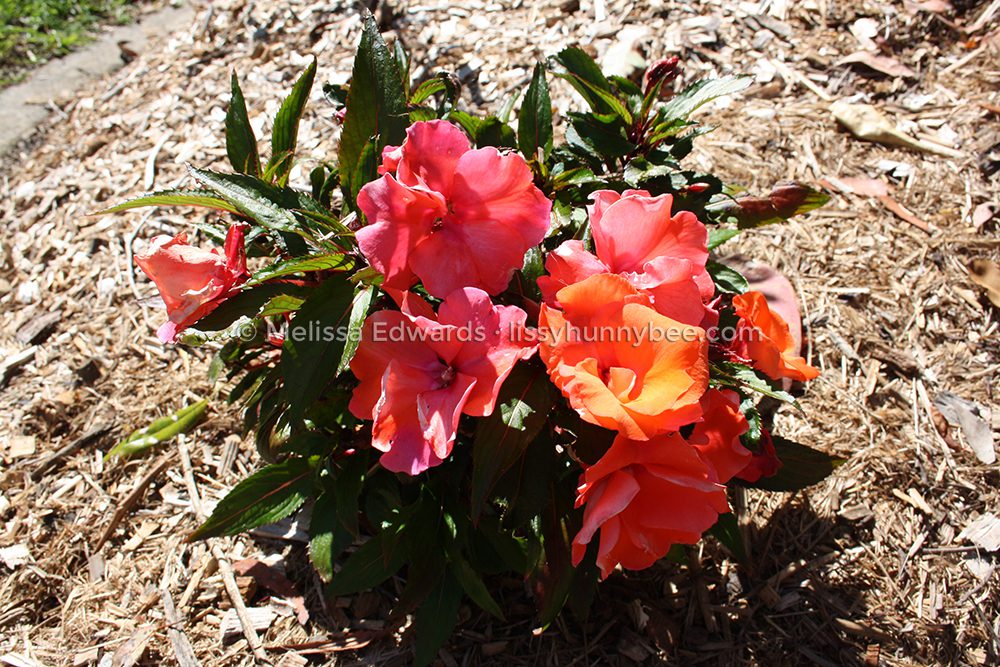 Melissaedwards botanicgardens nov2022 30