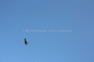 MelissaEdwards DiggersBeach MacauleysHeadland June2020