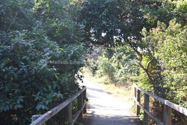 MelissaEdwards DiggersBeach MacauleysHeadland June2020