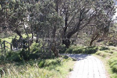 MelissaEdwards DiggersBeach MacauleysHeadland June2020