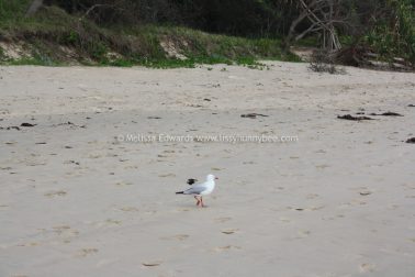 Melissaedwards diggersbeach 23nov2015 26