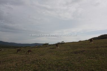 Melissaedwards emeraldbeachkangaroos 21may2016 13