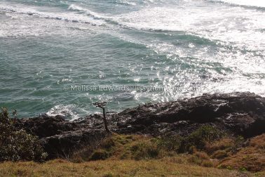 MelissaEdwards SawtellHeadland 2011Aug10