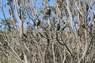 MelissaEdwards SawtellHeadland 2011Aug10