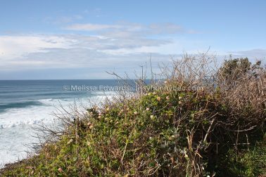 MelissaEdwards SawtellHeadland 2011Aug10