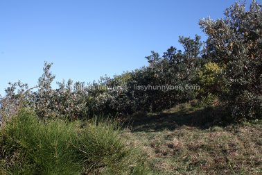 MelissaEdwards SawtellHeadland 2011Aug10