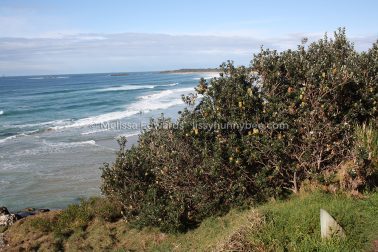 MelissaEdwards SawtellHeadland 2011Aug10