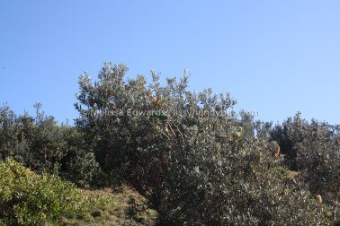 MelissaEdwards SawtellHeadland 2011Aug10