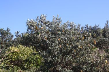 MelissaEdwards SawtellHeadland 2011Aug10