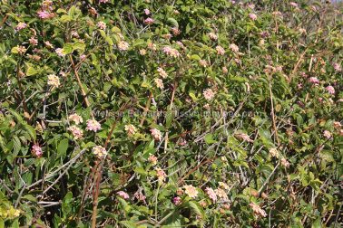 MelissaEdwards SawtellHeadland 2011Aug10