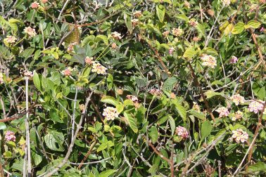 MelissaEdwards SawtellHeadland 2011Aug10