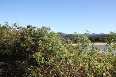 MelissaEdwards SawtellHeadland 2011Aug10