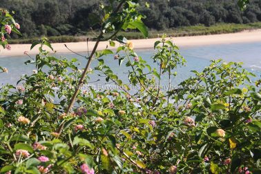 MelissaEdwards SawtellHeadland 2011Aug10