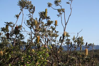 MelissaEdwards SawtellHeadland 2011Aug10