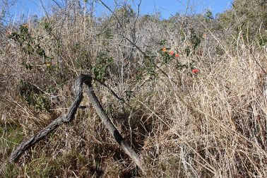 MelissaEdwards SawtellHeadland 2011Aug10