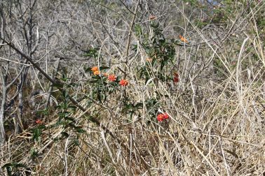 MelissaEdwards SawtellHeadland 2011Aug10