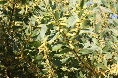 MelissaEdwards SawtellHeadland 2011Aug10