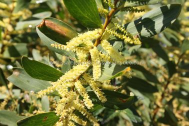 MelissaEdwards SawtellHeadland 2011Aug10