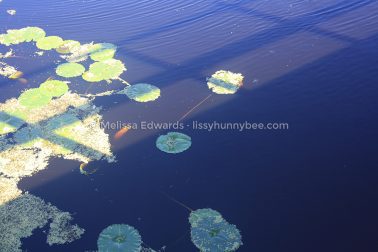 MelissaEdwards Urunga 2020May10