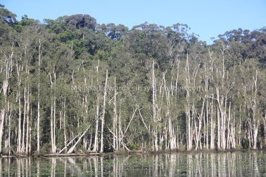 MelissaEdwards Urunga 2020May10