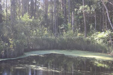 MelissaEdwards Urunga 2020May10