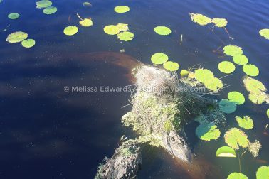 MelissaEdwards Urunga 2020May10