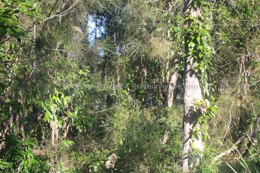 MelissaEdwards Urunga 2020May10