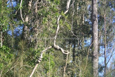 MelissaEdwards Urunga 2020May10